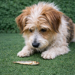 Getrocknete Sprotten 250g