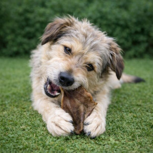 Schweineohr 1 Stück