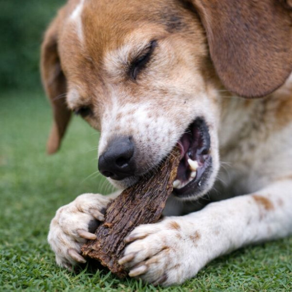 Pferdedörrfleisch 250g