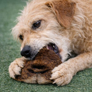 Ziegennase mit Fell 250g